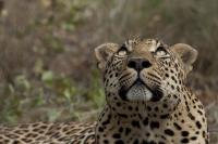 viso del leopardo