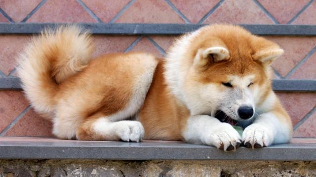 Akita Inu Caratteristiche E Carattere Mondopets It