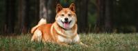 akita inu