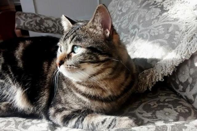Foto Infezione utero gatto (piometra): cause, sintomi e trattamento