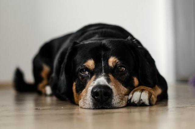 Infezione Intestinale Cane Cause E Trattamento Mondopetsit