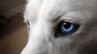 tumore occhi cane