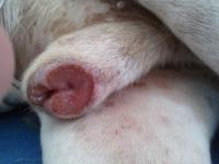 pene gonfio