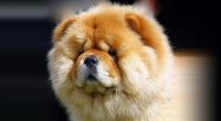 Chow Chow