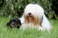 Terrier Tibetano