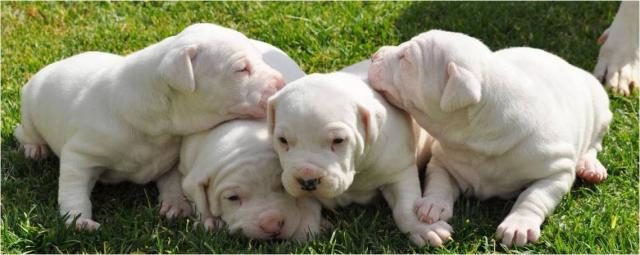cuccioli di dogo argentino