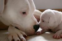 dogo argentino mamma e cucciolo