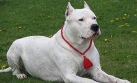 dogo argentino