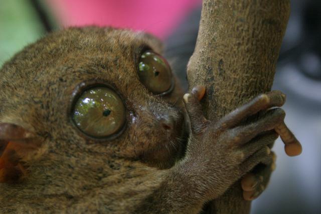 Tarsius tarsier