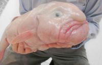 Psicroliti Microporos o Blobfish