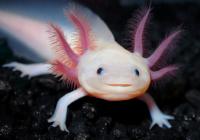 Axolotl