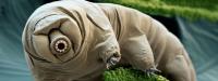 Tardigrado