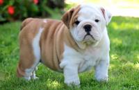 Bulldog Inglese