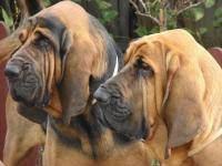 Bloodhound