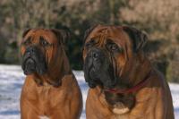 Bullmastiff