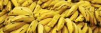 banane per criceto