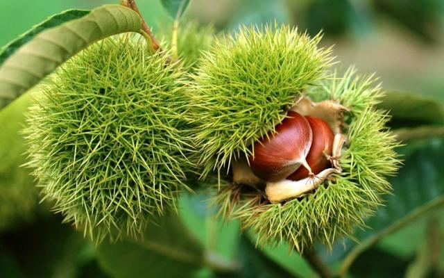 Foto I cani possono mangiare castagne?