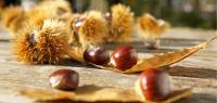 castagne