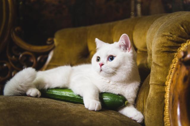 Il Gatto Può Mangiare Cetrioli Mondopetsit