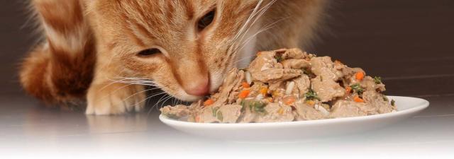 alimentazione per gatti