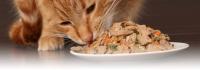 alimentazione per gatti