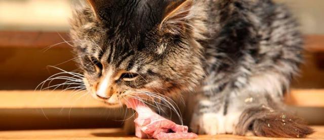 dieta barf gatto