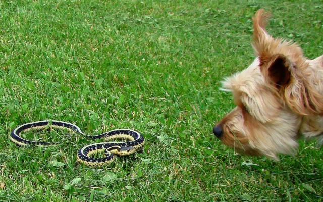 Foto Yorkshire salva il suo padrone da serpente