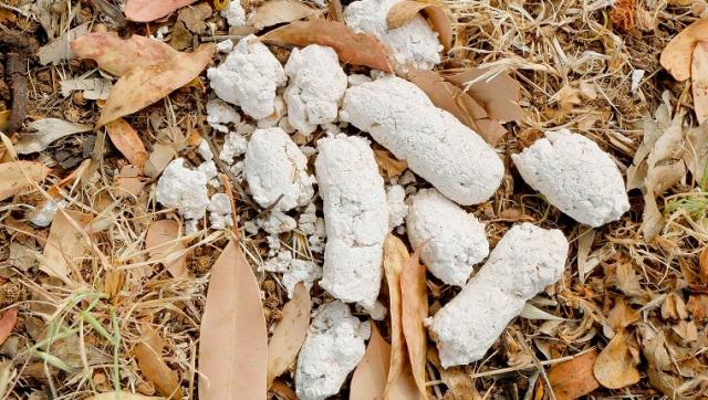 Foto Feci bianche nel cane: cause e trattamento