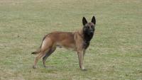 cane Malinois