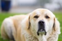 cane kangal