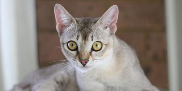gatto singapura