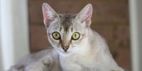 gatto singapura