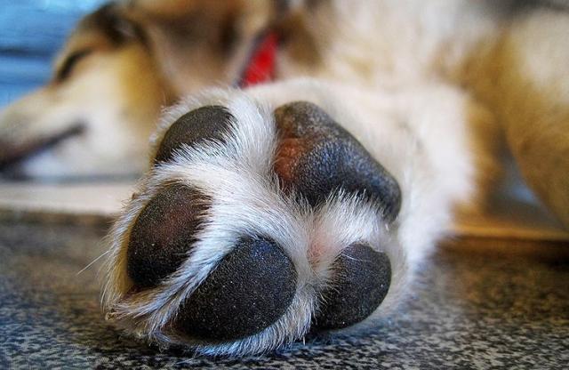 segni e sintomi di infezione da lievito per cani