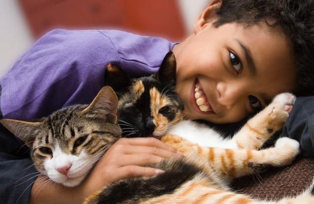 Migliori Razze Di Gatti Per Bambini Mondopetsit