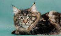 gatto Maine Coon