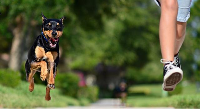 Foto Paura dei cani. Cos'è la cinofobia?