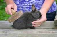spazzolare coniglio