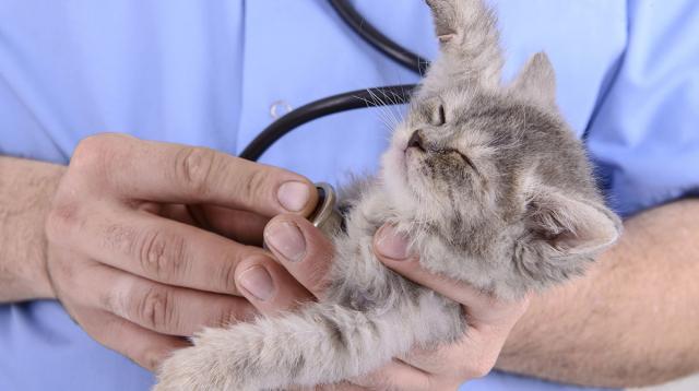 quanto durano le infezioni agli occhi di gatto quanto durano le infezioni agli occhi di gatto