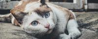 raffreddore gatto