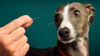 benefici cane agopuntura