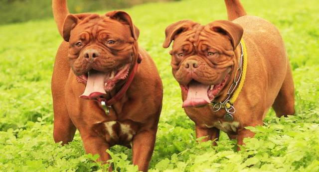 Foto Qual'è la migliore età per castrare il cane?