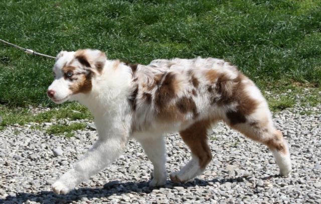 cane pastore australiano