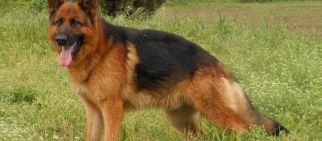 cane Pastore Tedesco