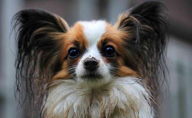 cane Papillon