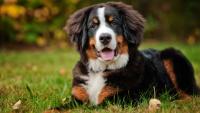 cane bernese