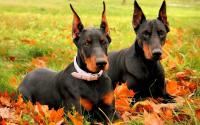 cane doberman