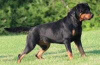 cane Rottweiler