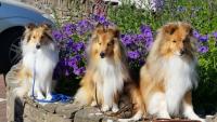 cane Shetland Sheepdog