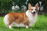 cane Corgi