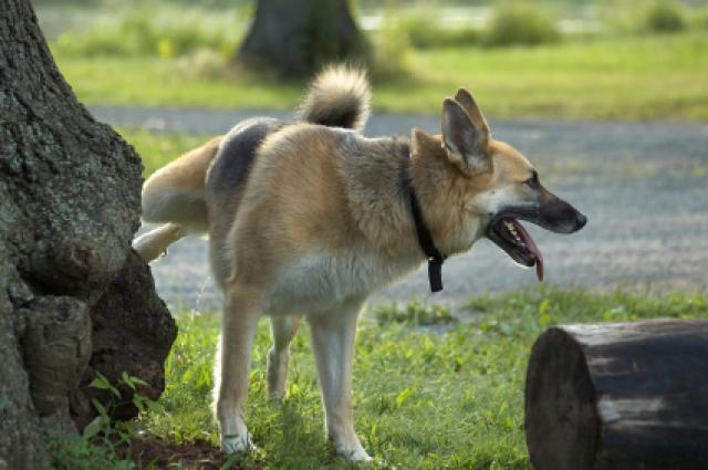il cane urina frequentemente e talvolta gocciola di sangue